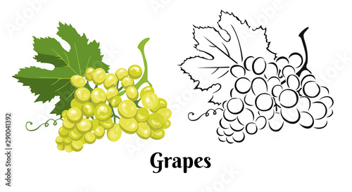 Grape set isolated on white background. Color illustration of green ripe bunch of berries with leaf and black and white contour image. Vector outline and silhouette.