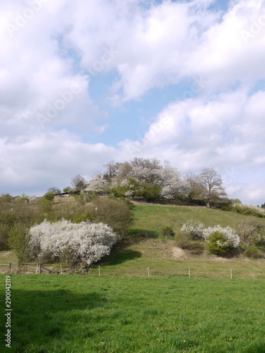 Frühling photo