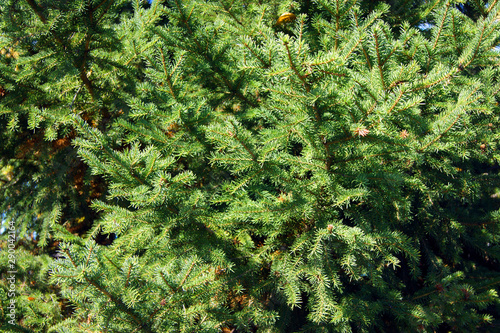 Green background tree fir tree from branches