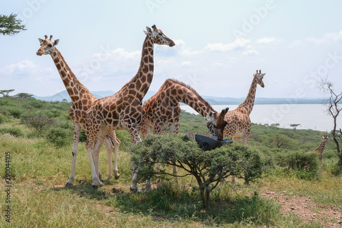 Giraffe che vivono in un isola di lago in Kenya 