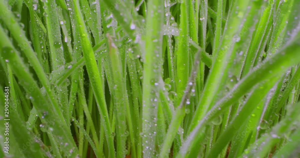 Growing Green Grass Wheat On With Water Drops. Extreme Macro. Growing Green Grass Wheat On With Water Drops. Extreme Macro.