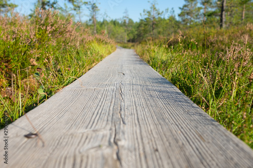 Duckboards on marshland at Kurjenrahka National Park, Finland.  This area is very popular for hiking and mountain biking. photo