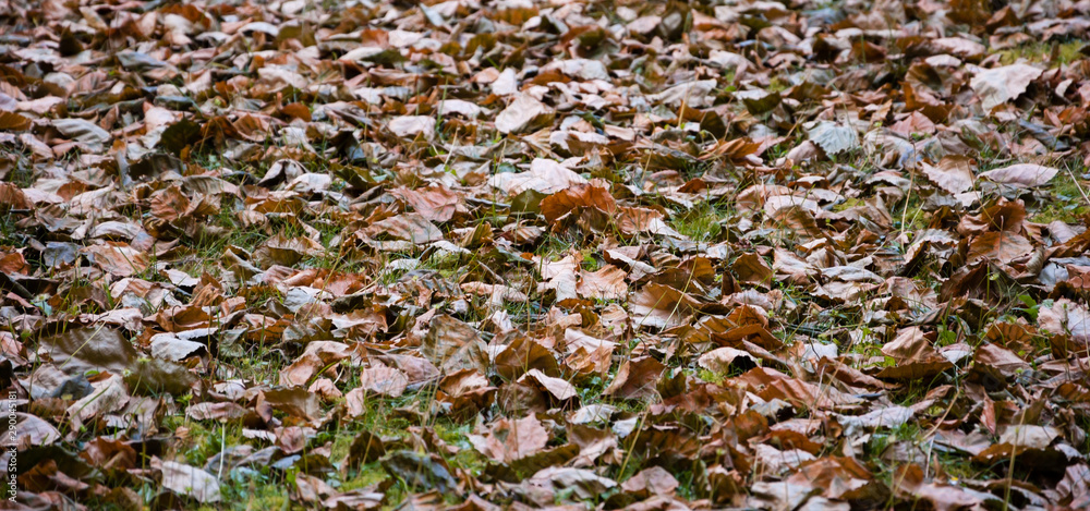 Faded leaves on green grass.