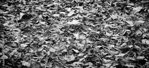 Faded leaves on the grass. Aged photo. Banner. Black white.
