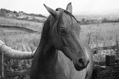 Horse © Wayne
