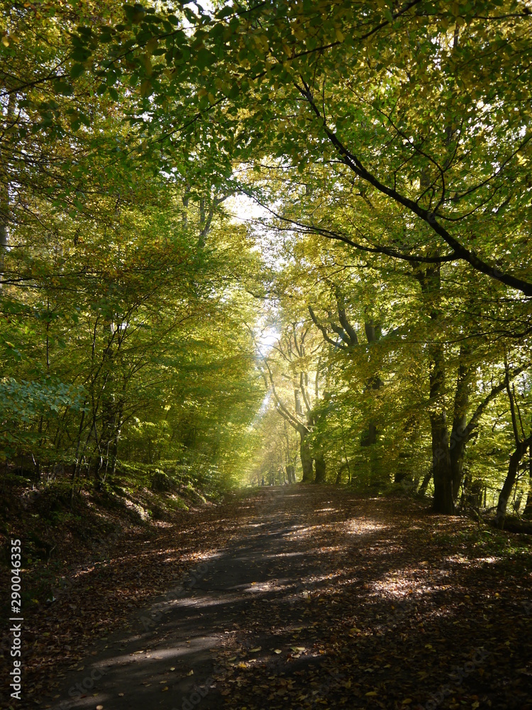 Fototapeta premium Waldimpressionen