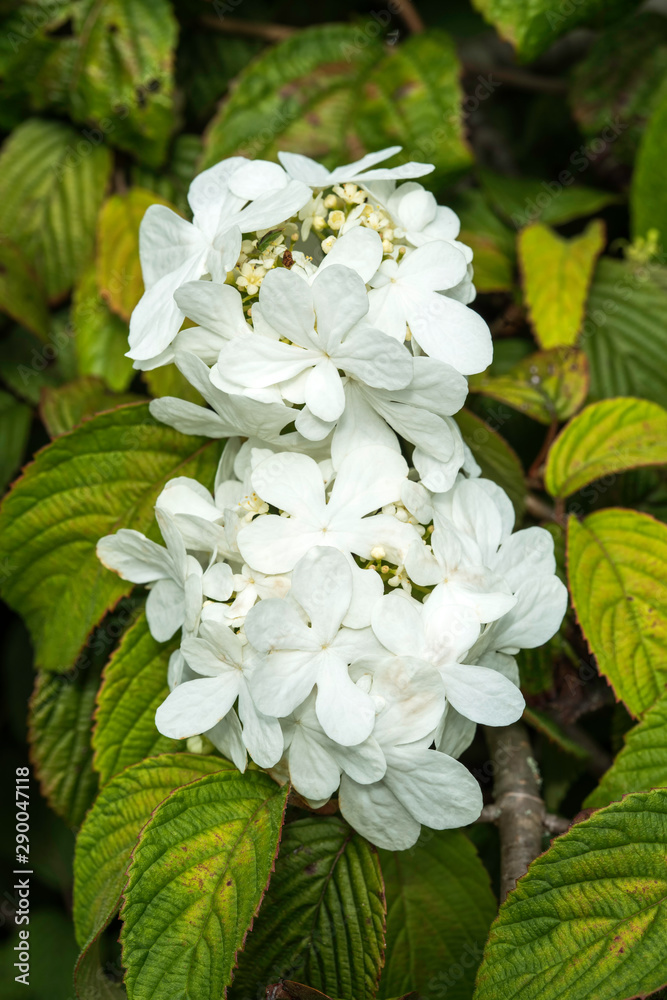 Viburnum plicatum forma tomentosum 'Shasta' a white spring summer flowering shrub commonly known as doublefire Viburnum plicatum forma tomentosum 'Shasta' a white spring summer flowering shrub commonly known as doublefire