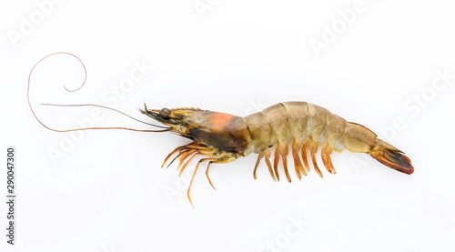 Pacific white shrimp Litopenaeus vannamei fresh isolated on white background