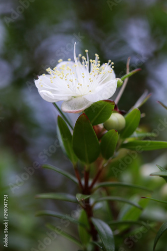 white small flower, myrtle photo