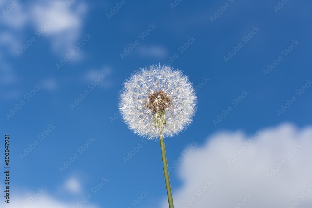 Fluffy round dandelion