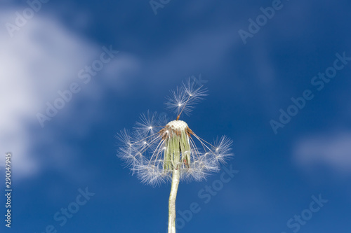 Fluffy dandelion against the sky