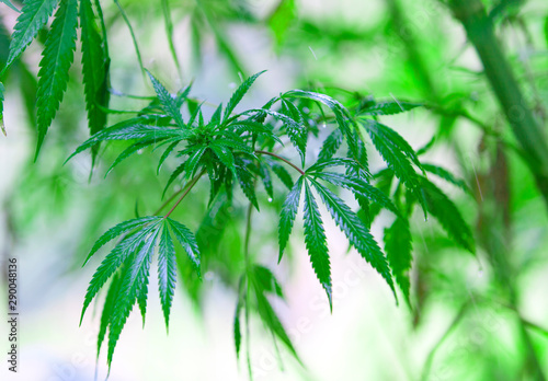 hashish, cannabis background, leaf of marijuana plant, taberrant morocco photo