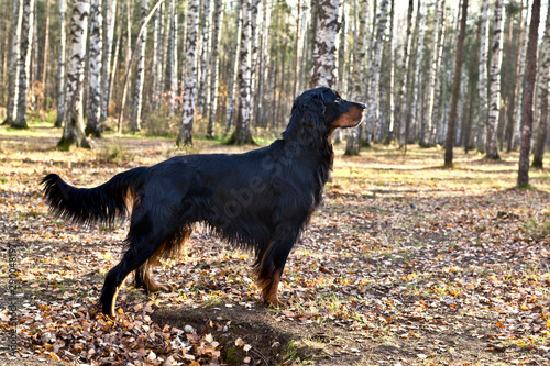 Dog breed  Setter Gordon standing in autumn forest