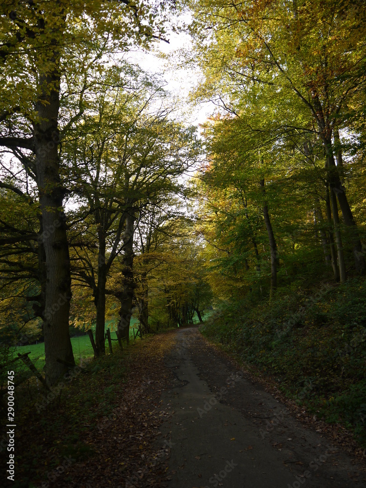 Fototapeta premium Waldimpressionen