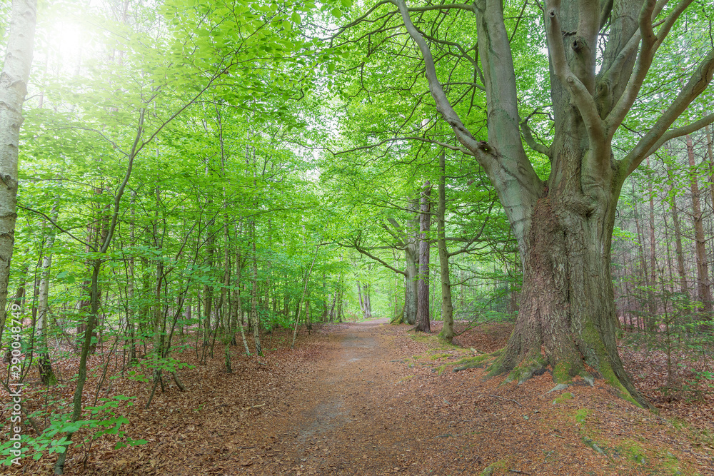 Romantischer Waldweg durch Laubwald Romantischer Waldweg durch Laubwald