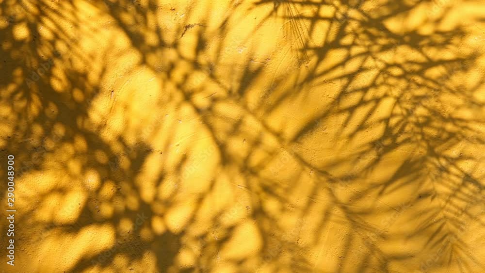 Leaves shadow on the wall, Chiangmai Thailand Leaves shadow on the wall, Chiangmai Thailand
