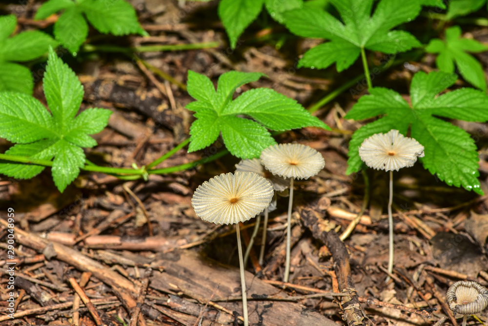 The mushrooms seen in the field