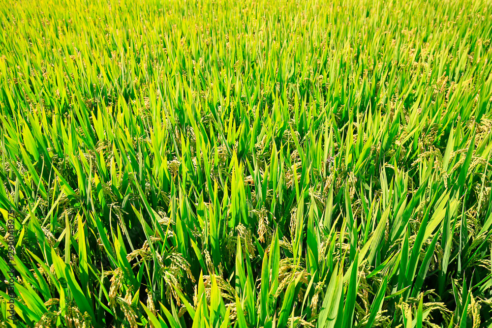 Ripe rice, in the paddy fields Ripe rice, in the paddy fields