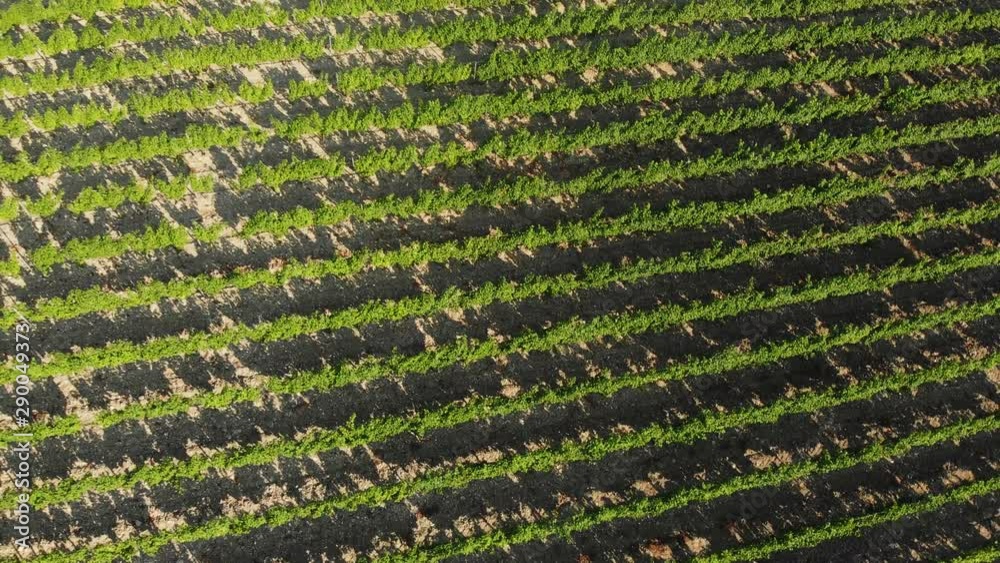 Flying over the green plantations of fruit trees. Aerial shot Flying over the green plantations of fruit trees. Aerial shot