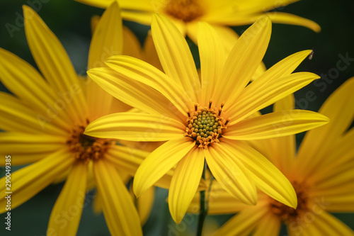 yellow flower  close up