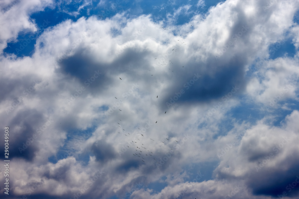 A flock of pelicans soars in the cloudy sky A flock of pelicans soars in the cloudy sky