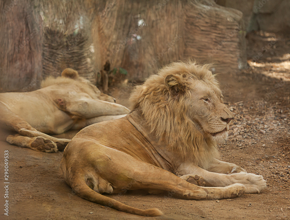 two white lions are playing in the thailand zoo two white lions are playing in the thailand zoo
