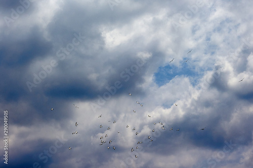 A flock of pelicans soars in the cloudy sky