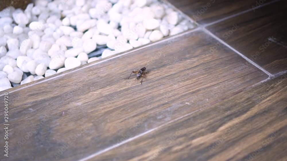 beautiful brown grasshopper is jumping on a tile. beautiful brown grasshopper is jumping on a tile.