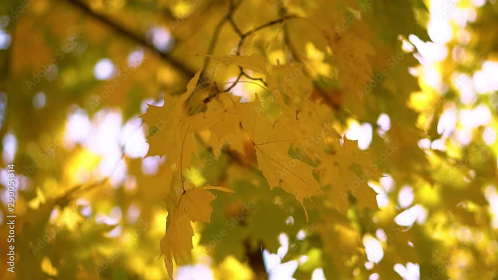 Beautiful yellow autumn foliage. Nice October, November in the park or in the forest. Stock video Beautiful yellow autumn foliage. Nice October, November in the park or in the forest. Stock video