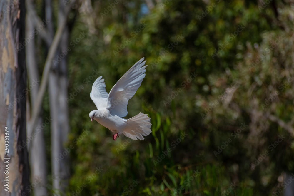 pigeon in flight