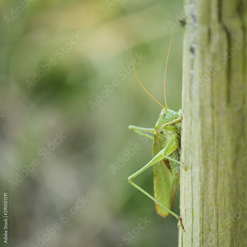 a green grasshopper closeup and a soft background