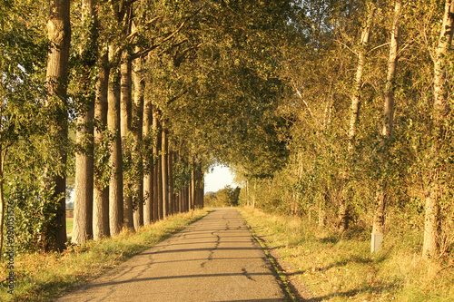 a beautiful lane lined with trees in the dutch countryside in the autumn sunshine in the evening