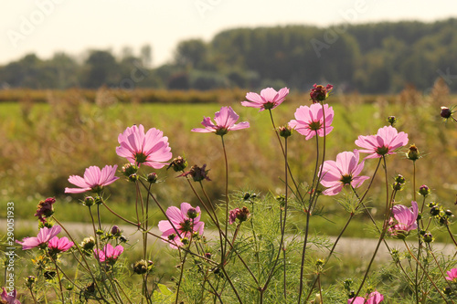 a group of pink cosmea flowers closeup with the green countryside in the background