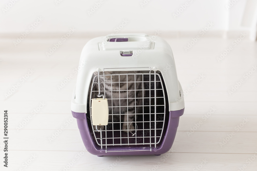 Travel with pet - Grey scottish fold cat inside a carrier box. Travel with pet - Grey scottish fold cat inside a carrier box.