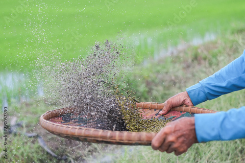 Hands of rural farmers using bamboo threshing basket are winnowing mung beans.