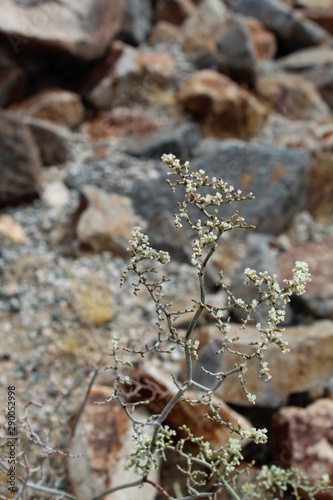 Multiple native species in the Wild Buckwheat genus are observable throughout Joshua Tree National Park of the Southern Mojave Desert  including the entrancing presence of Eriogonum Plumatella  common