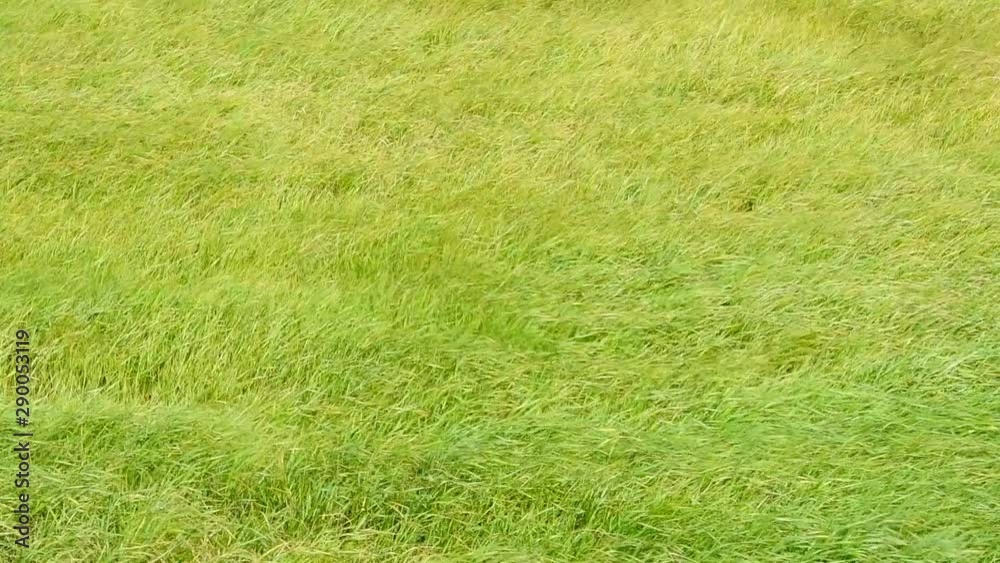 Long green grass moving in the wind during a stormy day in summer Long green grass moving in the wind during a stormy day in summer