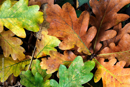 Fallen oak leaves form a pattern of orange and green leaves. Textures and backgrounds.