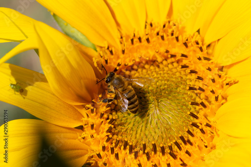 Honeybee collecting pollen from a sunflower. © Kybele