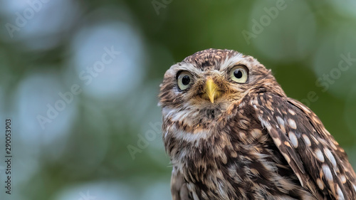 Little Owl portrait showing face, eyes; beak. feathers and plumage.