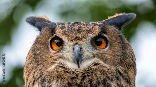 European Eagle owl close up portrait showing face, eyes. ears. beak, feathers and plumage.