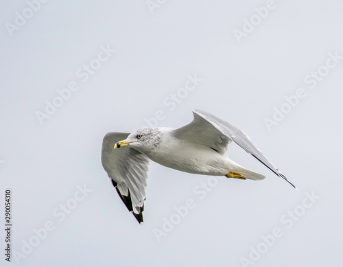 ring billed seagull at lake erie  photo