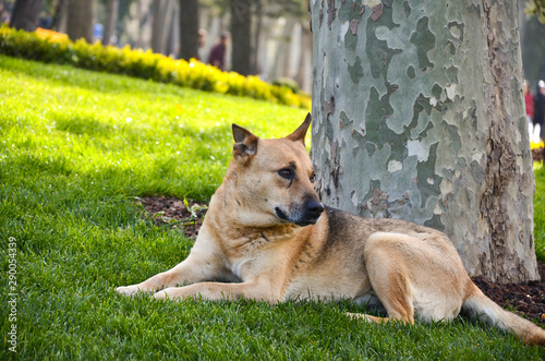 German Shepherd dog on the forest. Dog sitting on the grass.