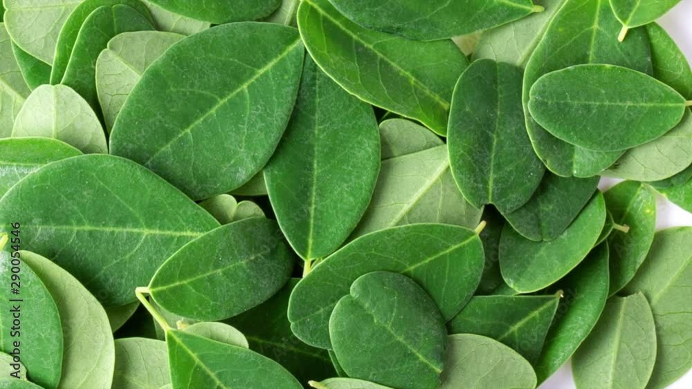 panning moringa leaves on white background. panning moringa leaves on white background.