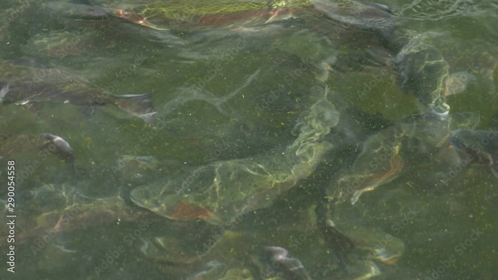 close-up, a flock of rainbow trout swims in the water. close-up, a flock of rainbow trout swims in the water.