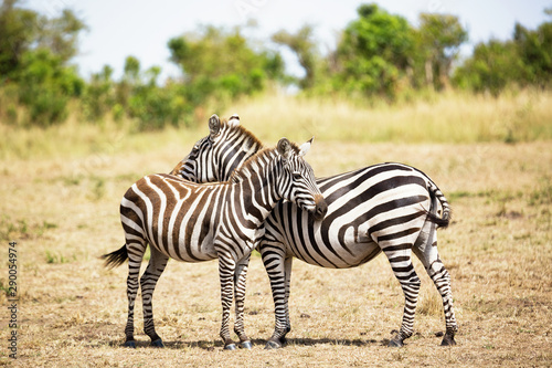 Zebra couple in Africa savannah. Masai Mara National park, Kenya