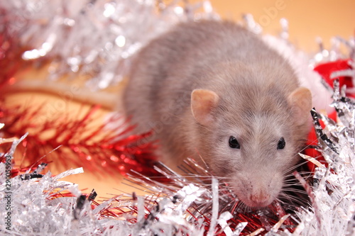 Grey Rat among Christmas toys. Happy New year. year of rat 2020