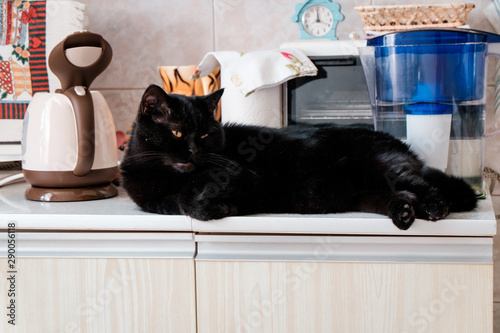 black sleeping cat on the table photo