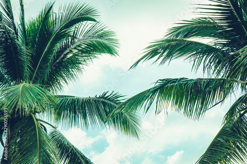 Coconut palm tree foliage under sky. Vintage background. Retro toned poster.