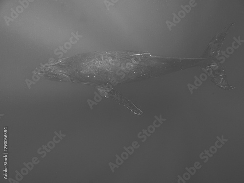 Humback whales, Tonga photo